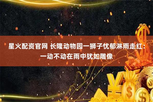 星火配资官网 长隆动物园一狮子忧郁淋雨走红：一动不动在雨中犹如雕像