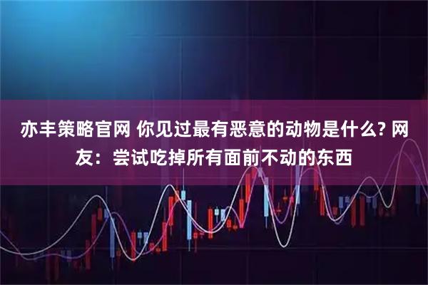 亦丰策略官网 你见过最有恶意的动物是什么? 网友：尝试吃掉所有面前不动的东西